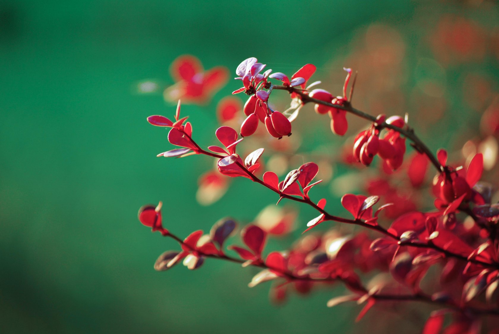 Macro Photography Guide: How to Capture the World in Macro(7)