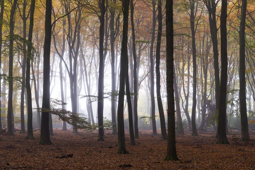 Magical Forests by Albert Dros. How to shoot and edit forest images(6)