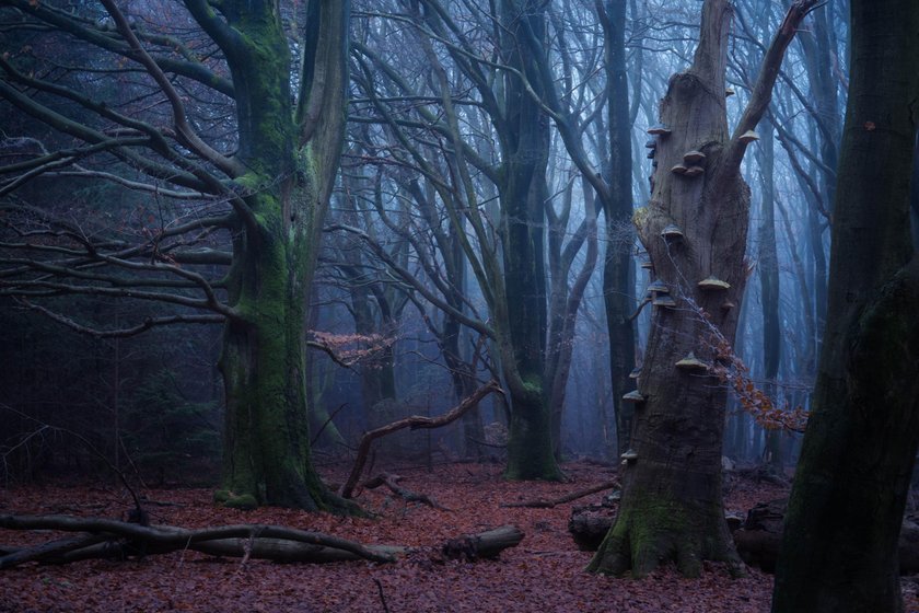 Magical Forests by Albert Dros. How to shoot and edit forest images(9)