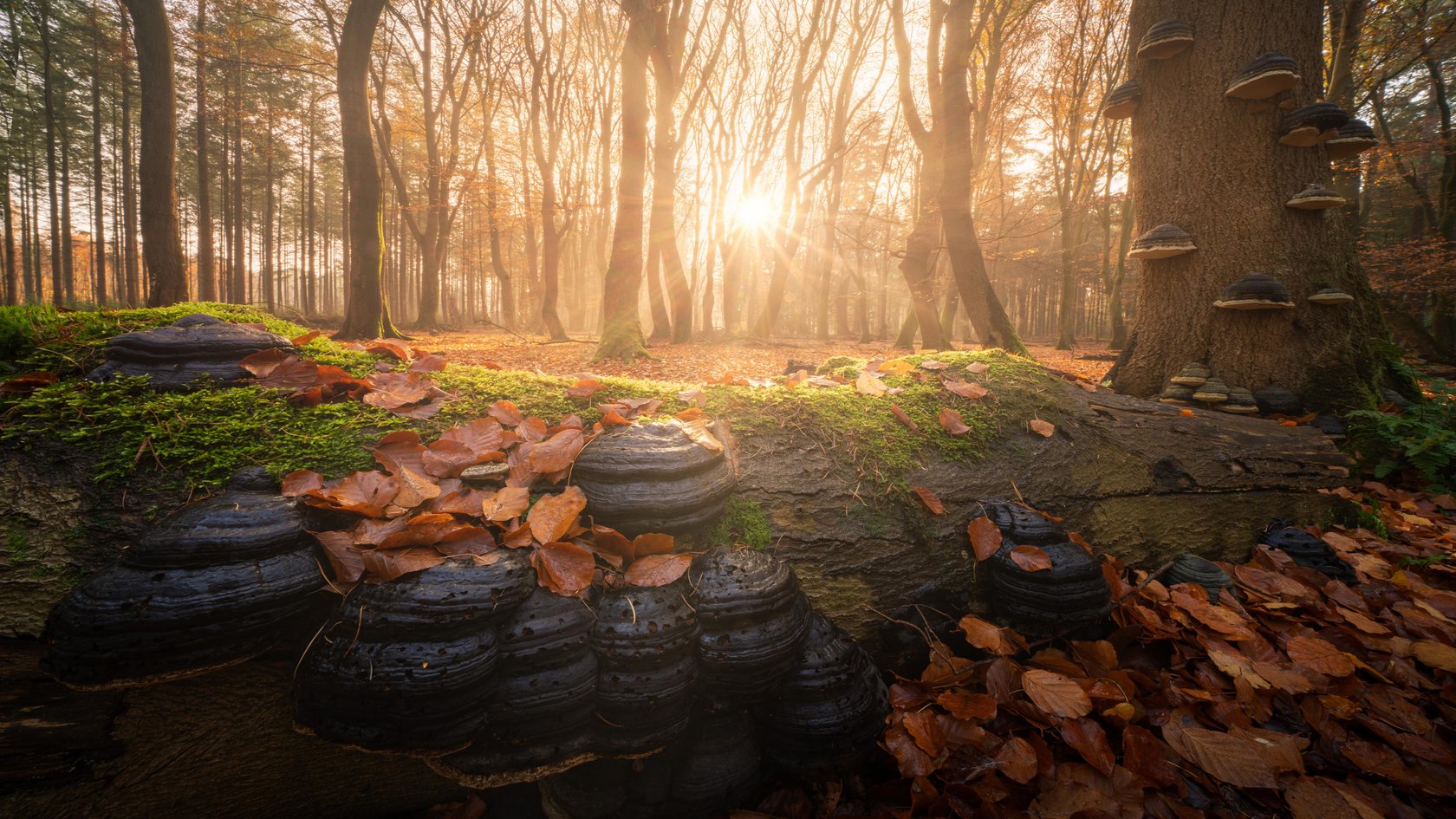 Magical Forests by Albert Dros. How to shoot and edit forest images(2)