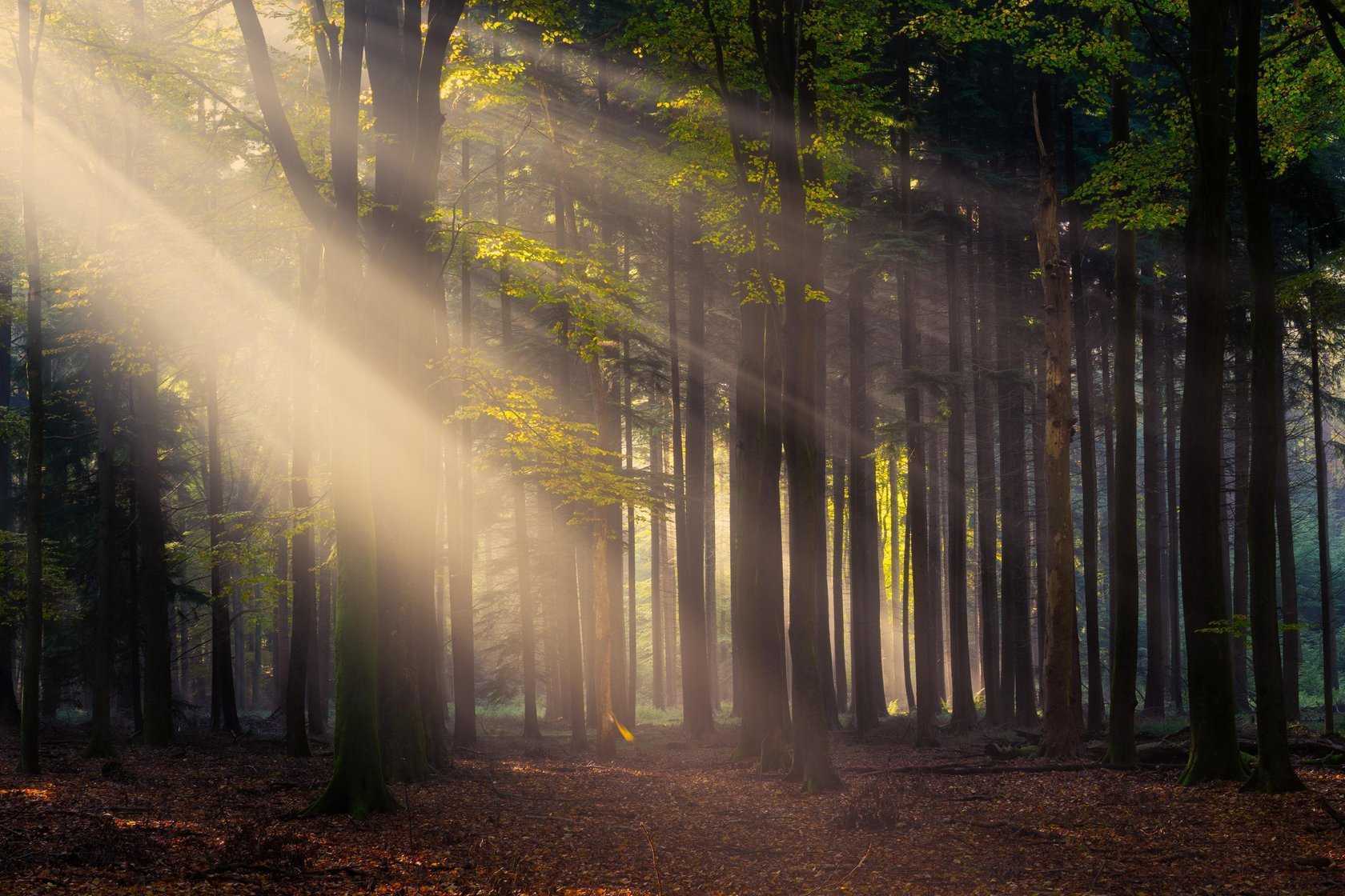 Magical Forests by Albert Dros. How to shoot and edit forest images(3)