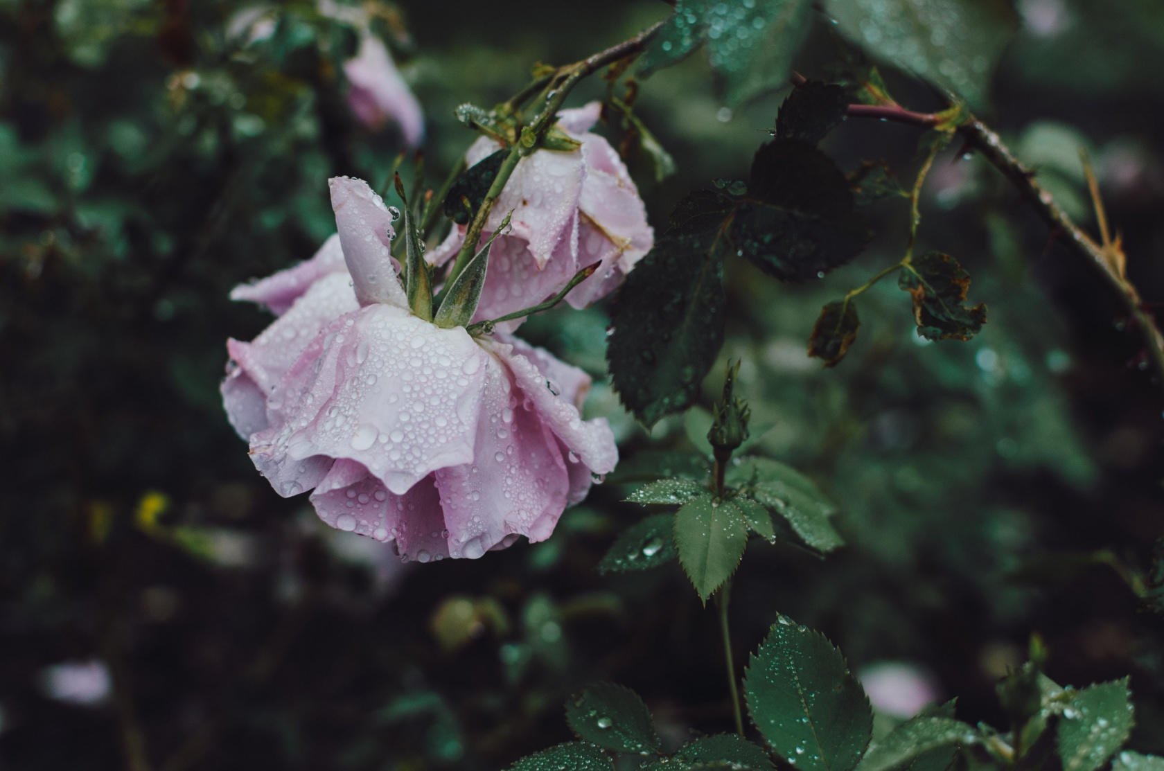 Cómo dominar el arte de la fotografía de la lluvia Imagen8