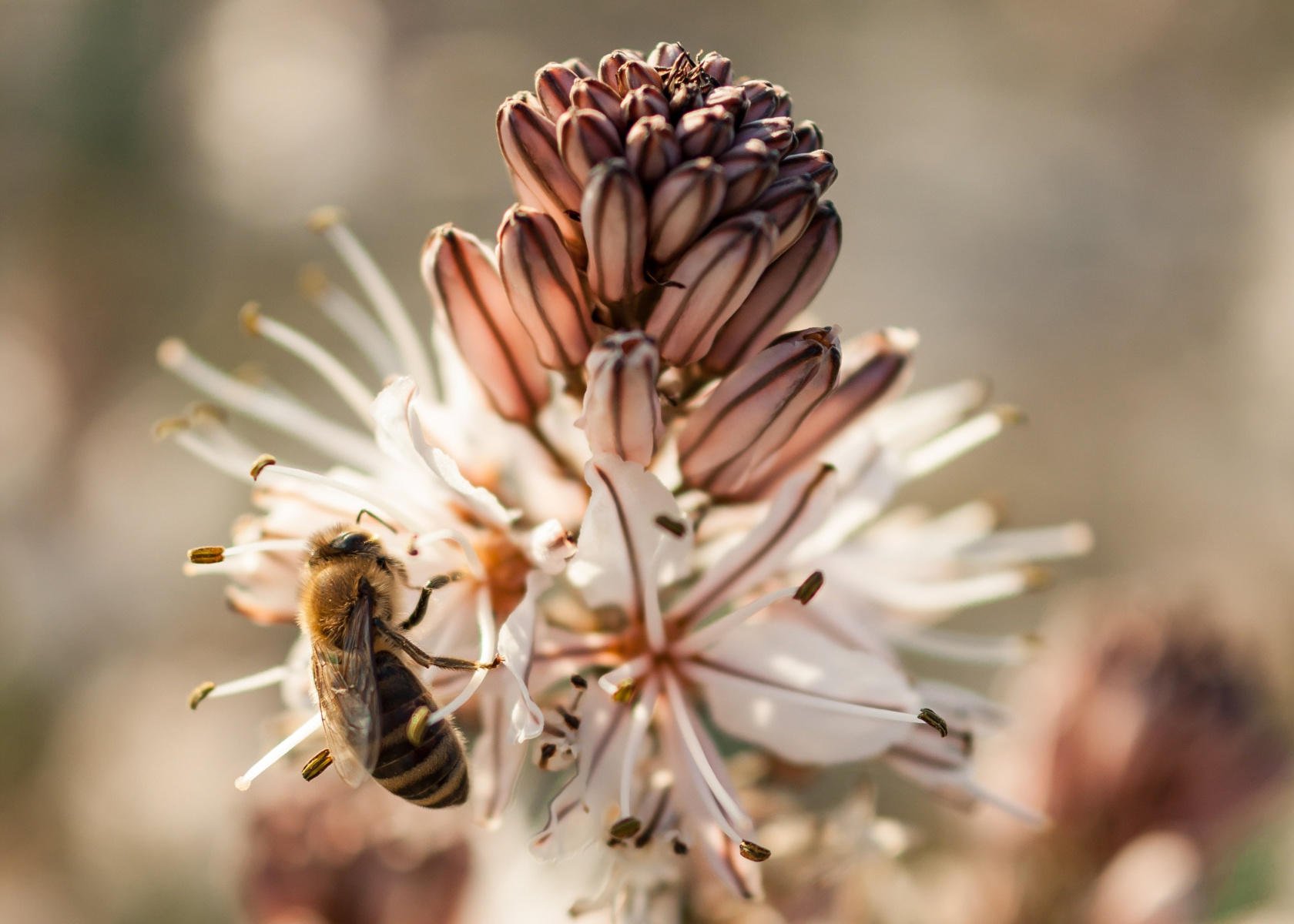 Macro Photography Guide: How to Capture the World in Macro(2)