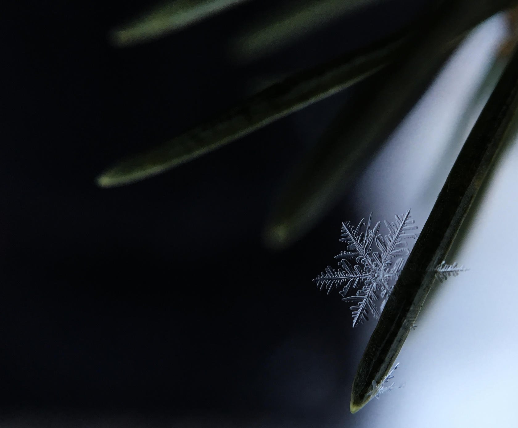 Macro Photography Guide: How to Capture the World in Macro(5)