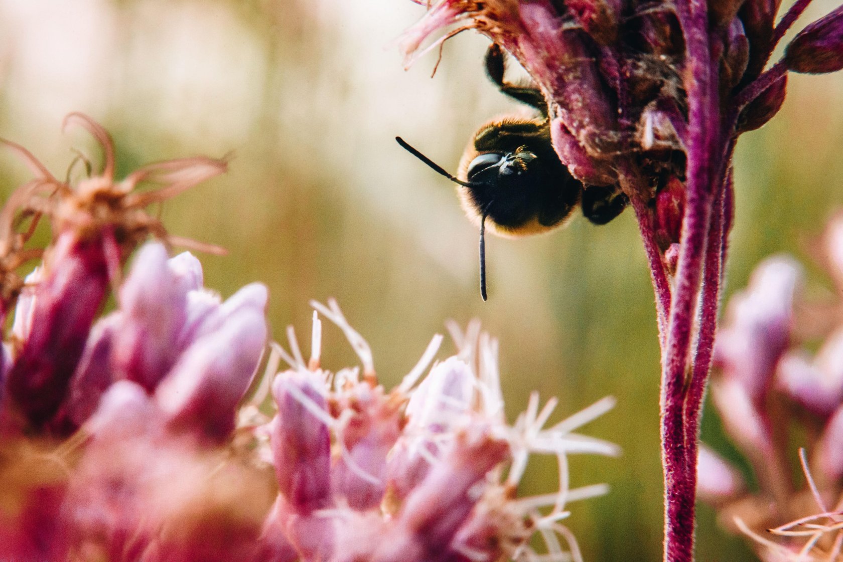 Macro Photography Guide: How to Capture the World in Macro(6)