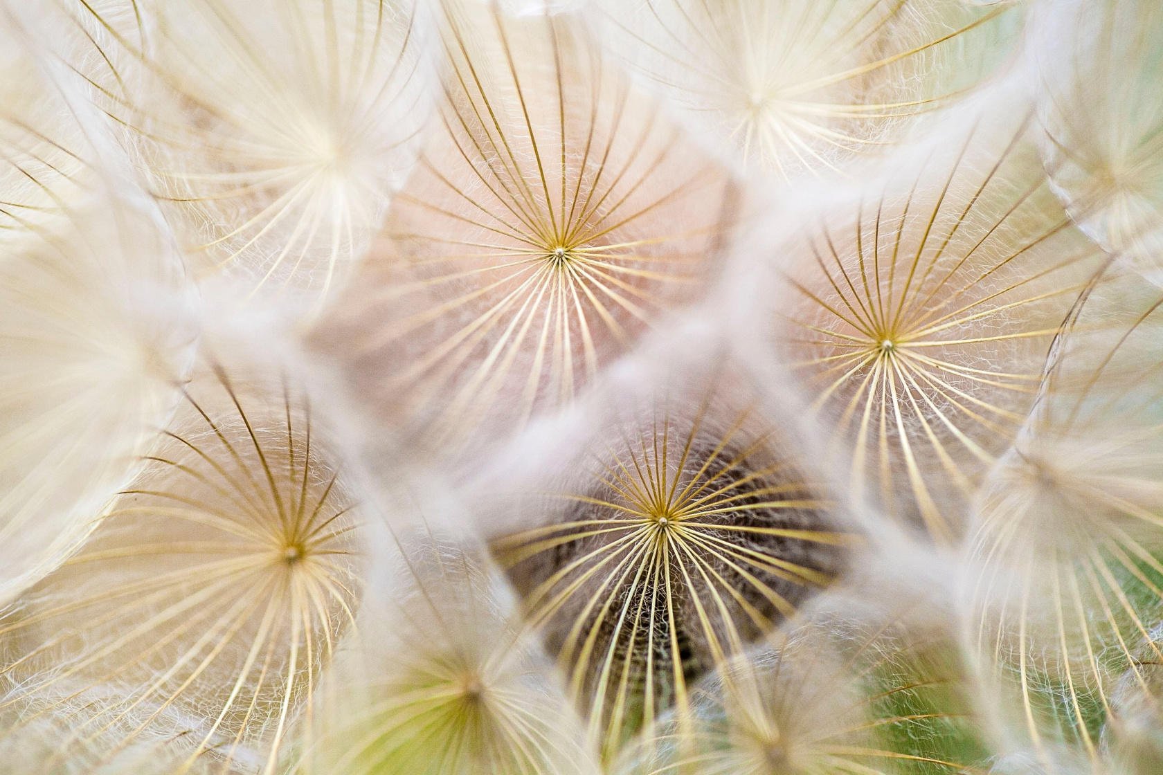 Macro Photography Guide: How to Capture the World in Macro(10)
