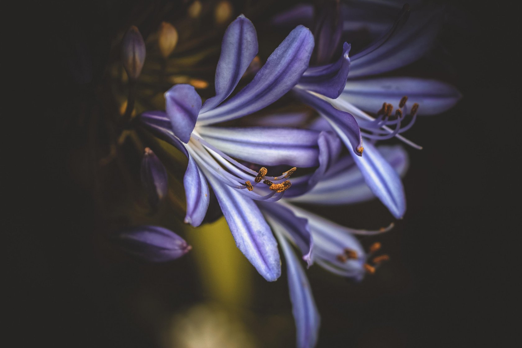 Macro Photography Guide: How to Capture the World in Macro(12)