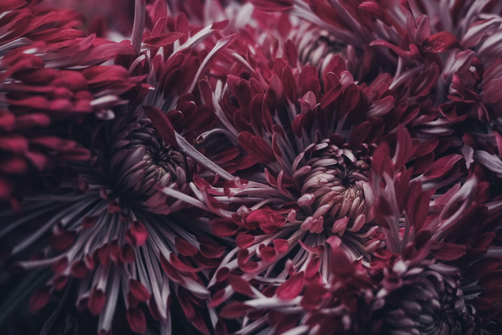 Macro Photography Guide: How to Capture the World in Macro(13)
