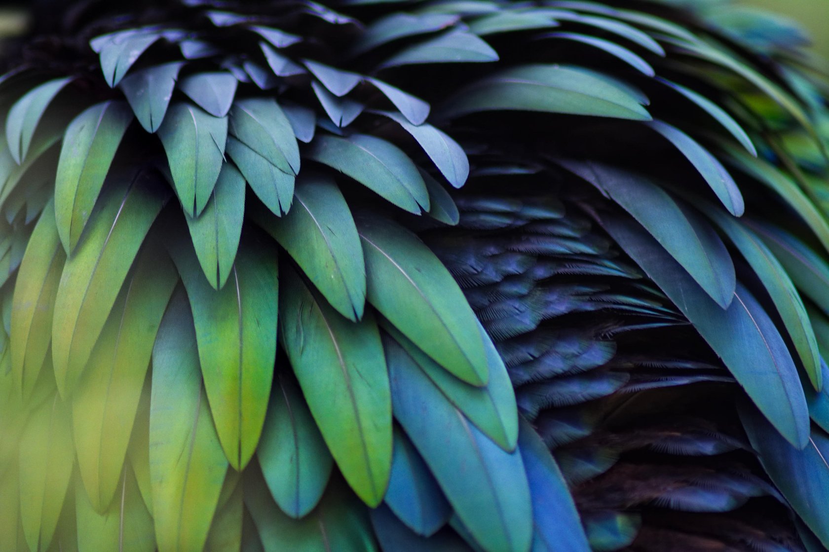 Macro Photography Guide: How to Capture the World in Macro(16)
