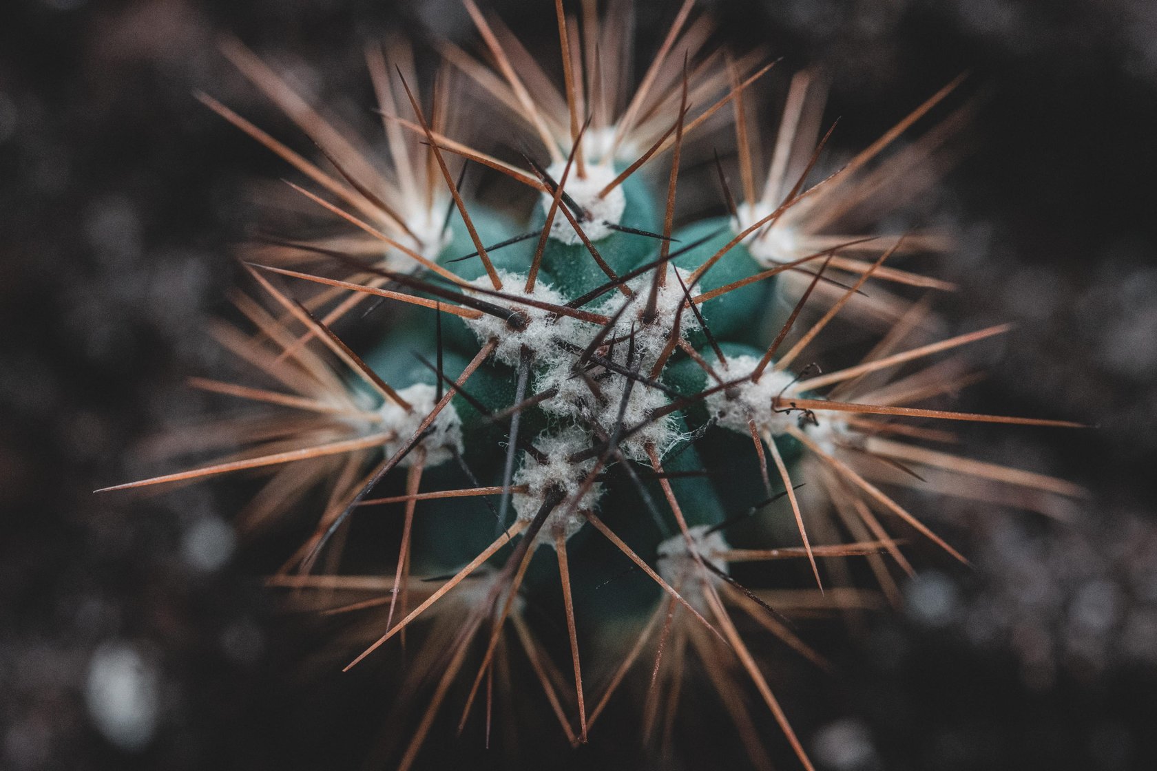 Macro Photography Guide: How to Capture the World in Macro(18)