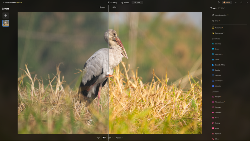 How to Sharpen Blurry Images of Wildlife with Supersharp AI? | Skylum Blog(4)