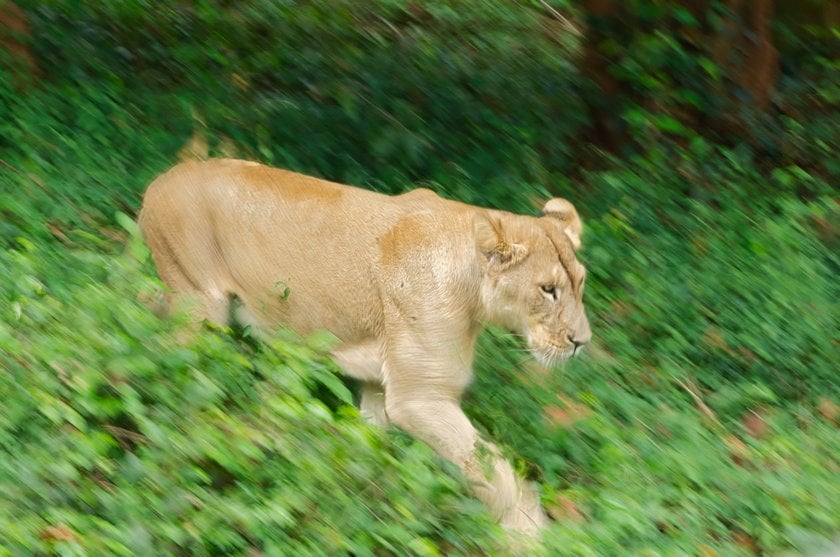 How to Sharpen Blurry Images of Wildlife with Supersharp AI? | Skylum Blog(21)