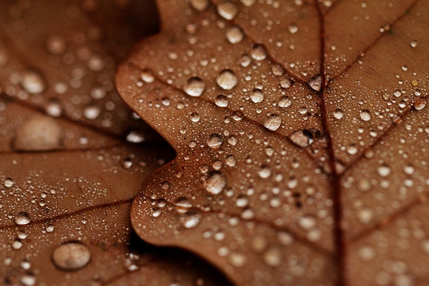 How To Photograph Fall Foliage And Capture The Vibrant Beauty I Skylum Blog | Skylum Blog(4)