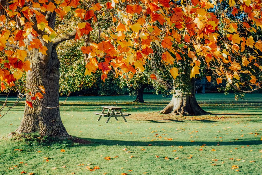 How To Photograph Fall Foliage And Capture The Vibrant Beauty I Skylum Blog | Skylum Blog(8)