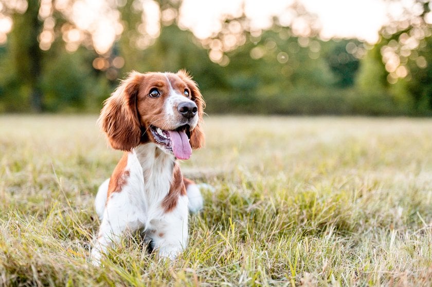 Photographing Pets: Capturing Unforgettable Moments With Four-legged Friend I Skylum Blog | Skylum Blog(6)