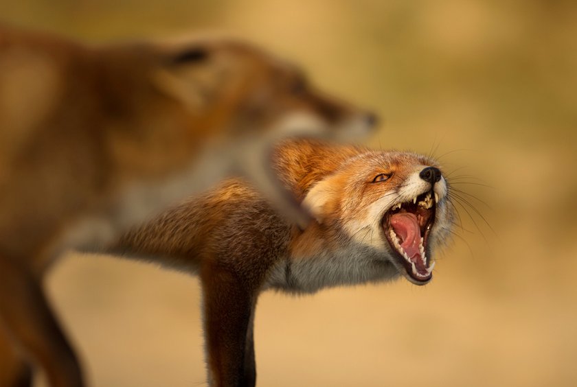 Foxes Photography: Techniques For Capturing These Enchanting Creatures | Skylum Blog(8)