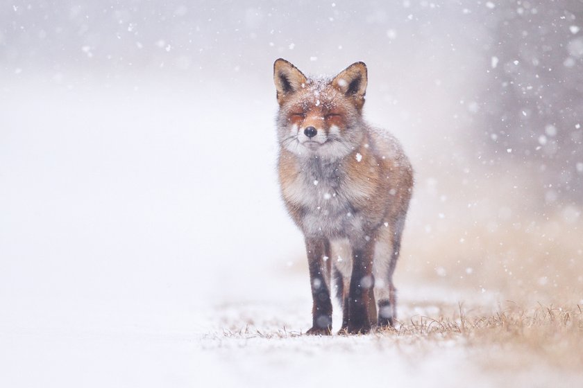 Foxes Photography: Techniques For Capturing These Enchanting Creatures | Skylum Blog(9)
