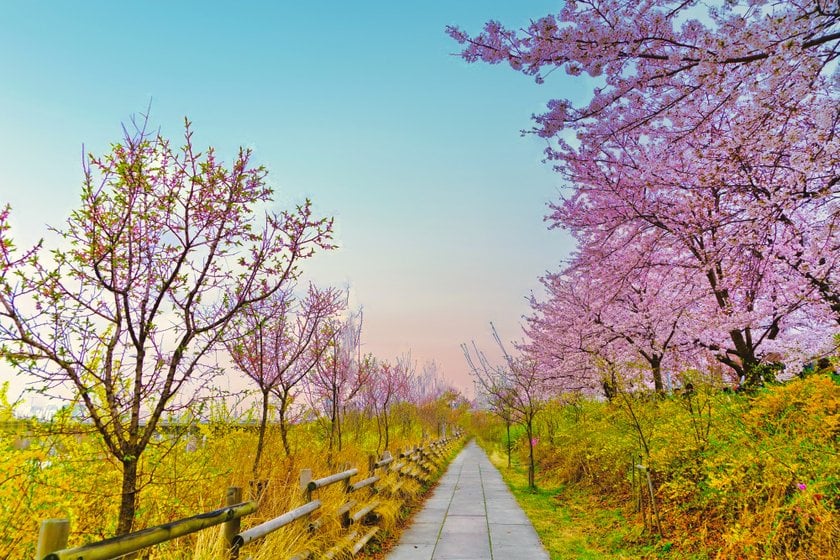 Cherry Blossom In South Korea: Beautiful Places To Visit | Skylum Blog(3)