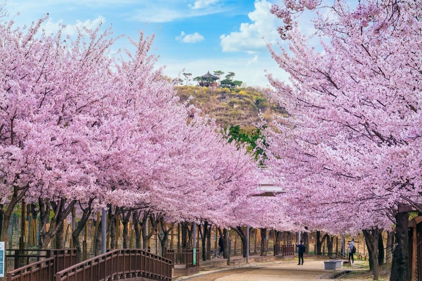 Cherry Blossom In South Korea: Beautiful Places To Visit | Skylum Blog(5)