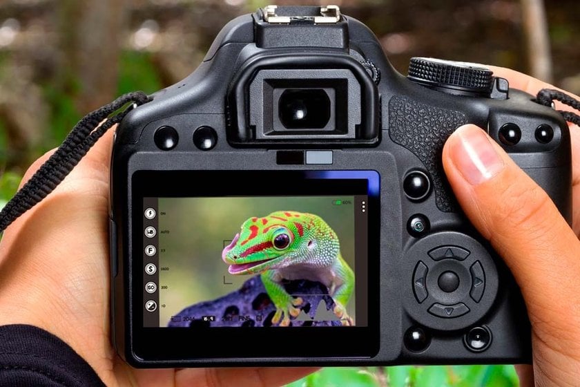 Best Settings For Wildlife Photography: Don't Miss The Shot! | Skylum Blog(4)