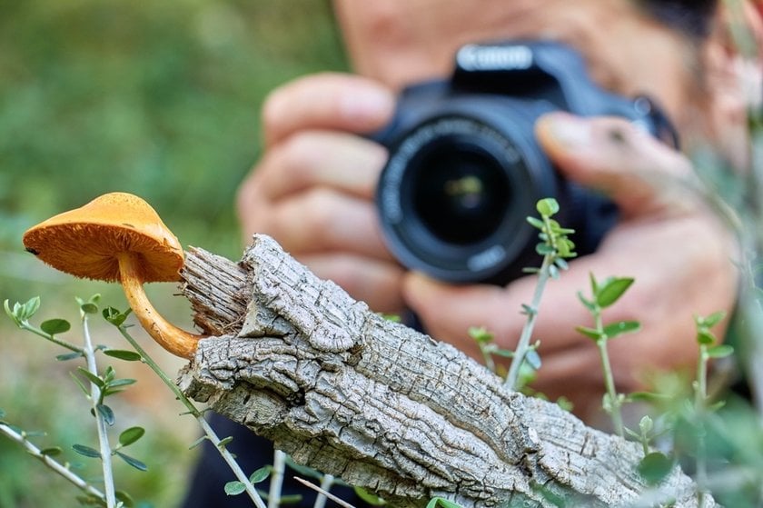 Mushroom Photography: Capture The Hidden World | Skylum Blog(4)