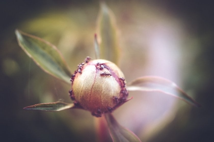 Photo of a closed peony with ants Lomography | Skylum Blog