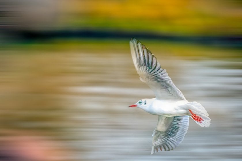 Bird in flight panning effect | Skylum Blog