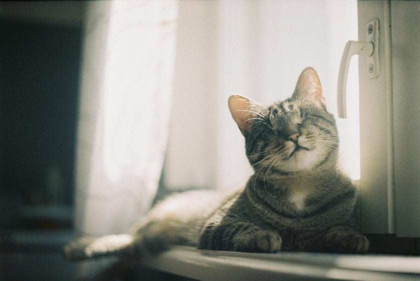 Best Cat Photography Ideas: How to Take the Cutest Picture  | Skylum Blog(2)