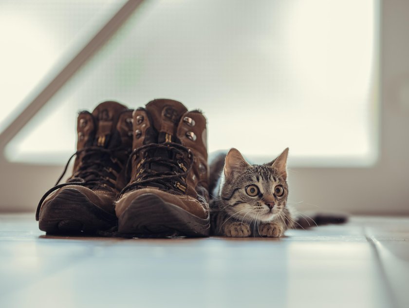 Best Cat Photography Ideas: How to Take the Cutest Picture  | Skylum Blog(6)