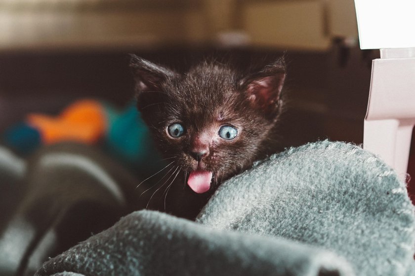Best Cat Photography Ideas: How to Take the Cutest Picture  | Skylum Blog(10)