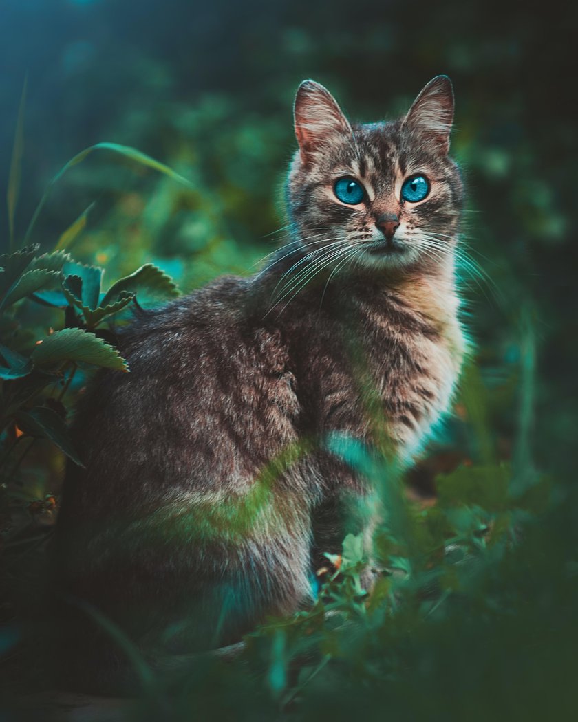 Best Cat Photography Ideas: How to Take the Cutest Picture  | Skylum Blog(11)