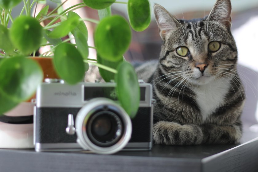 Best Cat Photography Ideas: How to Take the Cutest Picture  | Skylum Blog(12)