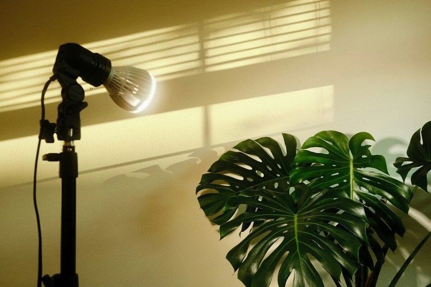 Photo of a flower with artificial light | Skylum Blog