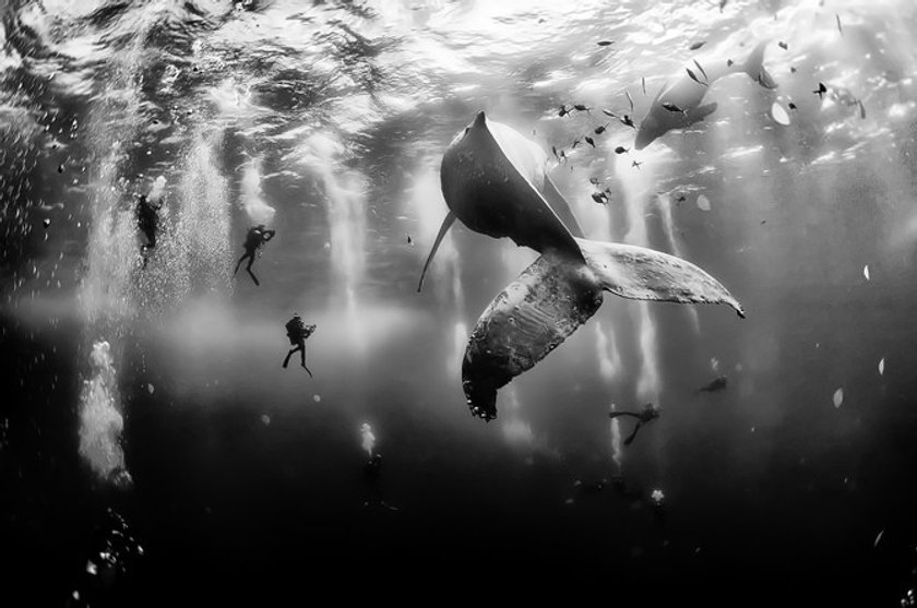 Photo inspiration: Anuar Patjane & Underwater Realm | Skylum Blog(3)