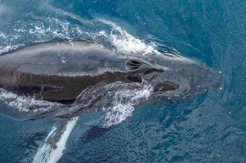 9 facts about whales you didn't know before | Skylum Blog(3)