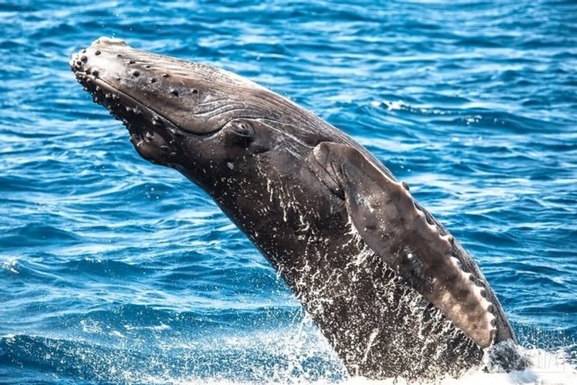 9 facts about whales you didn't know before | Skylum Blog(4)