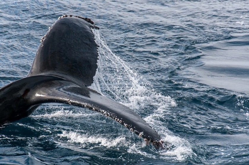 9 facts about whales you didn't know before | Skylum Blog(5)