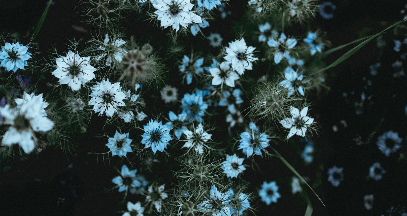 Flower Photography: Do You Know All the Secrets?