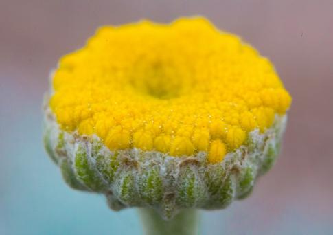 The Beauty of Macro: How to Capture and Enhance Nature's Flowers