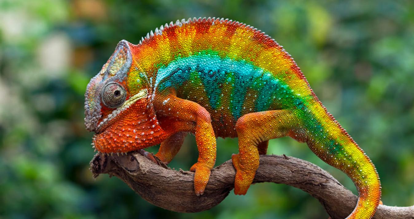 Meaning Of Colors In Photography
