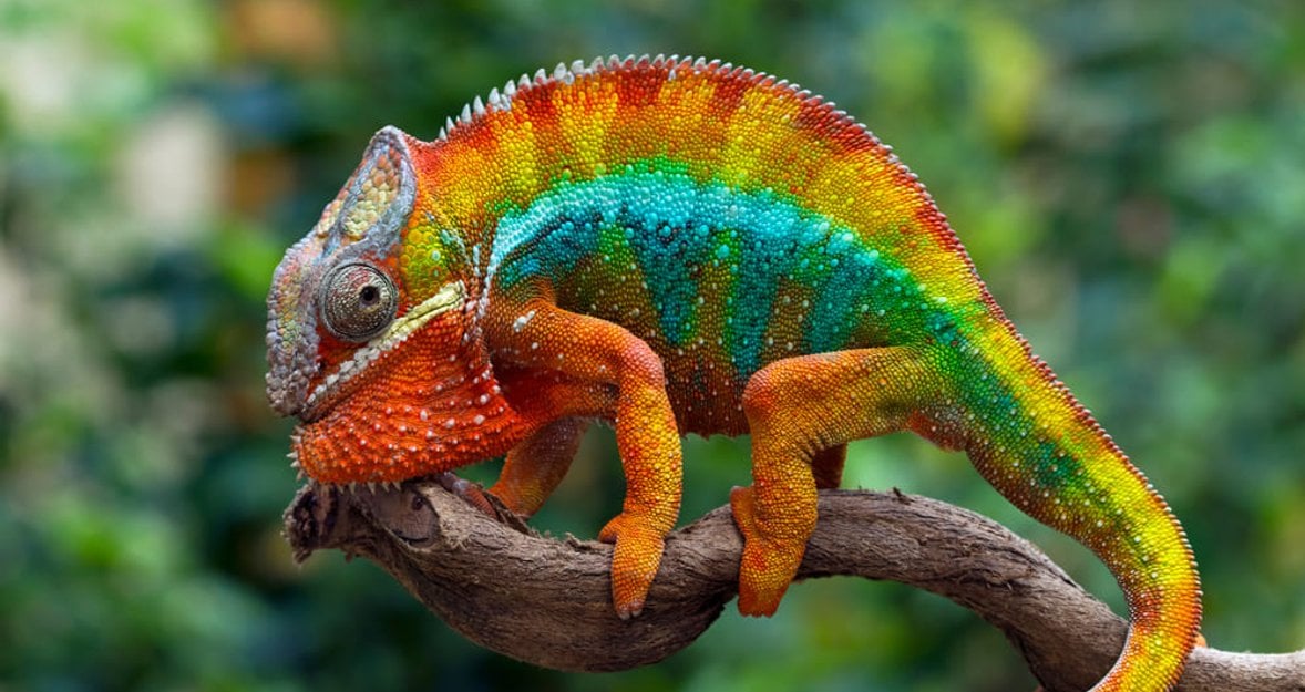 Meaning Of Colors In Photography