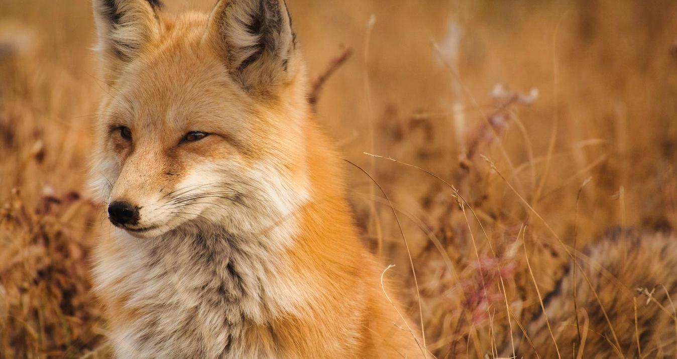 Fox Photography: How To Capture The Beauty