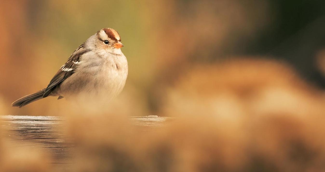 Bird Photography Guide: Capture Our Feathered Neighbors