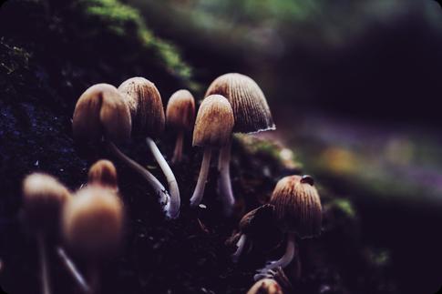 Mushroom Photography: Gear Up For The Forest Floor