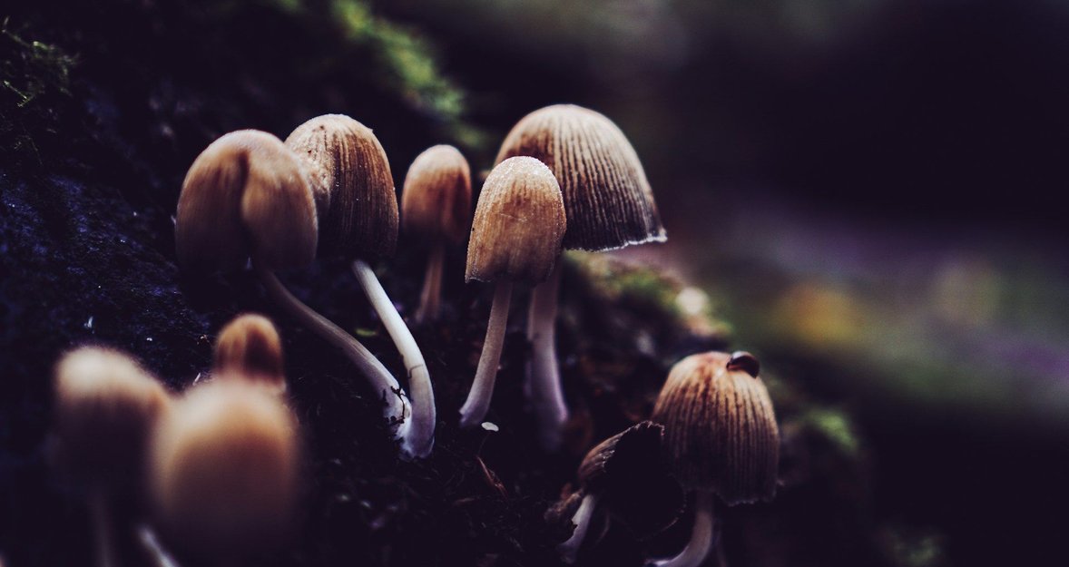 Mushroom Photography: Gear Up For The Forest Floor