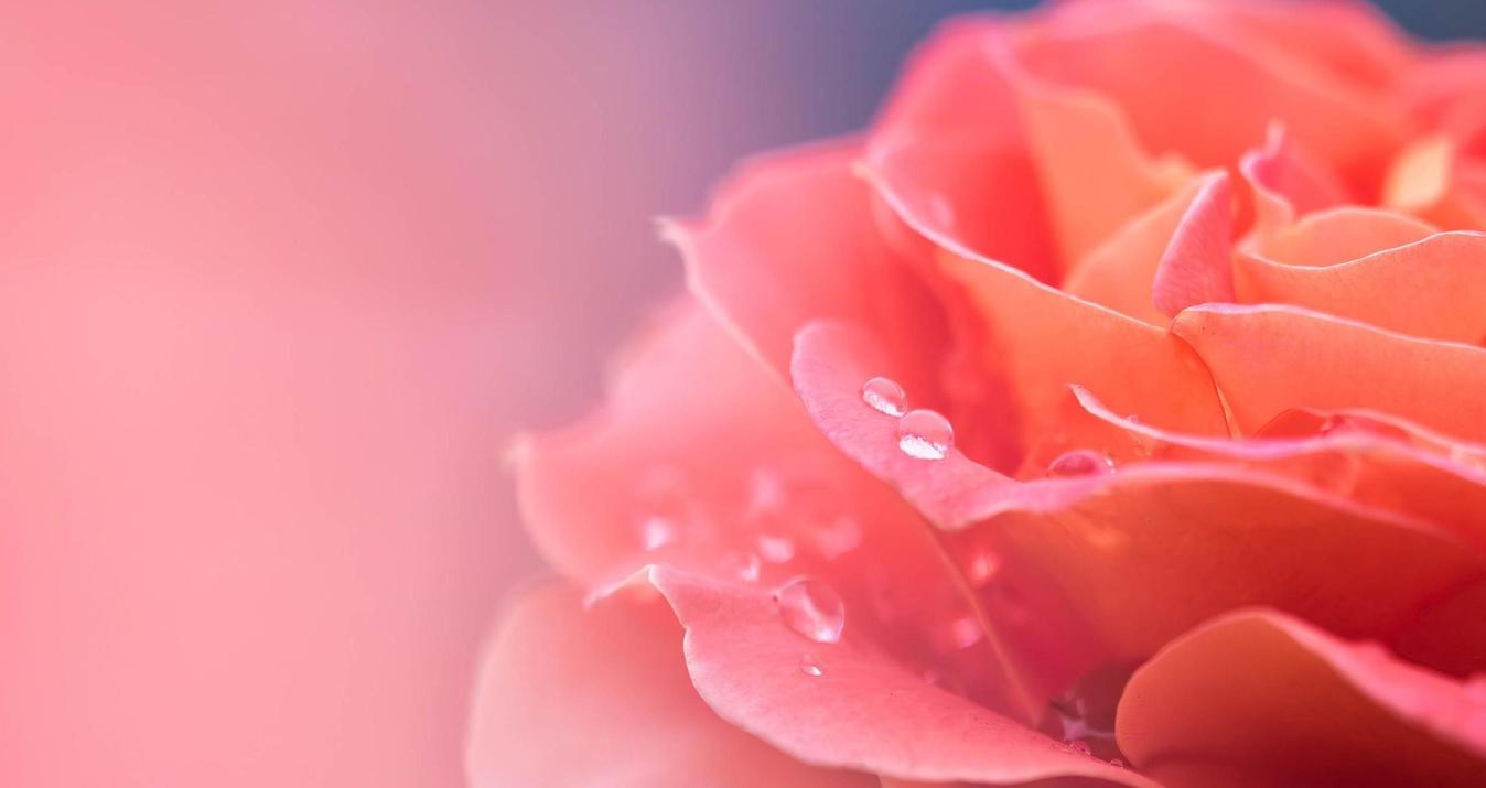 How to Edit Macro Photos with Luminar Neo: Application Tips and Extens