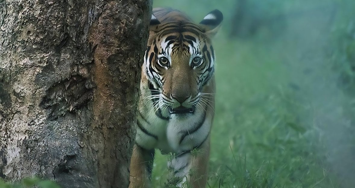 7 Steps to Recover Light, Colors, and Textures in Your Wildlife Images