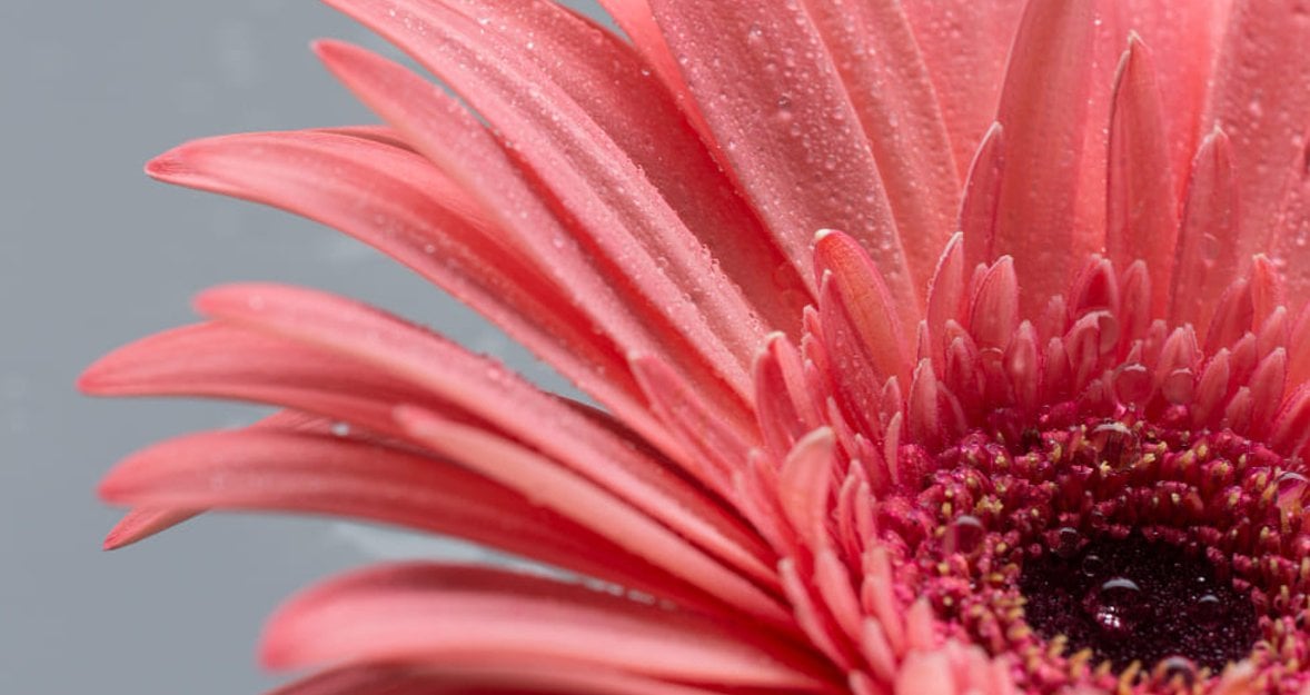 Floral Photography Tips For Boosting Sales