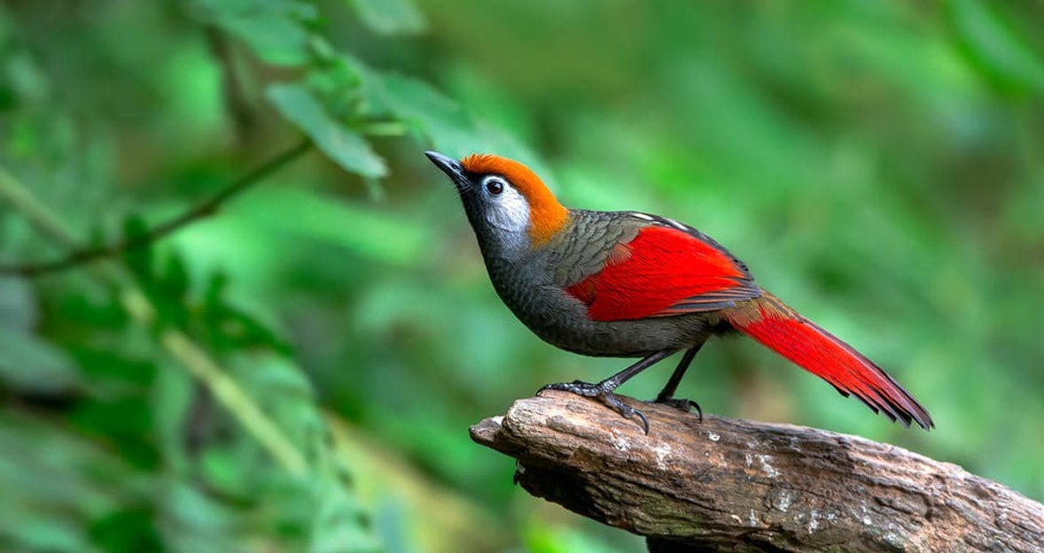 Best Camera For Bird Photography 2025