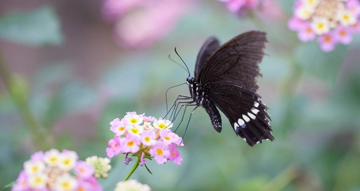 The Art of Butterfly Photography: Pro Techniques Unveiled
